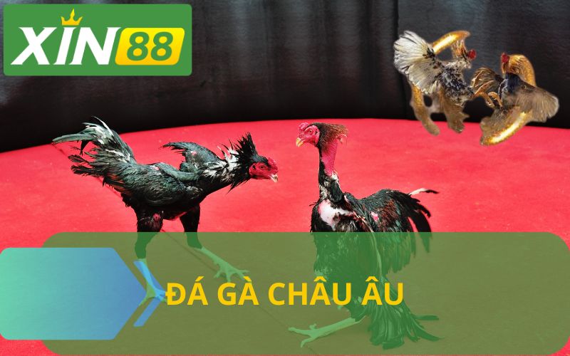 ĐÁ GÀ CHÂU ÂU XIN88