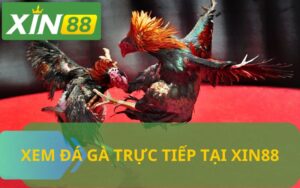 ĐÁ GÀ TRỰC TIẾP XIN88