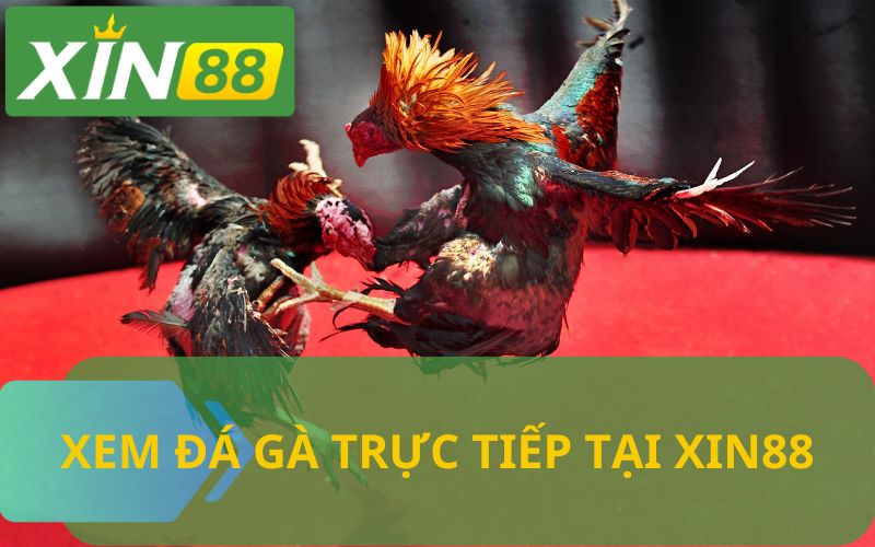 ĐÁ GÀ TRỰC TIẾP XIN88