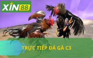 TRỰC TIẾP ĐÁ GÀ C3 TẠI XIN88